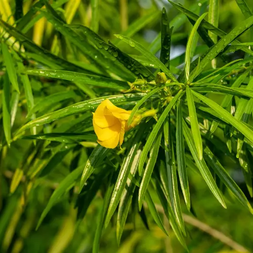 Bunga Loceng Kuning