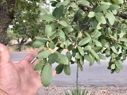 Mexican blue oak