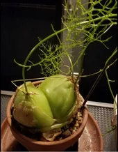 ソウカクデン（蒼角殿）の判定方法 (Bowiea volubilis)