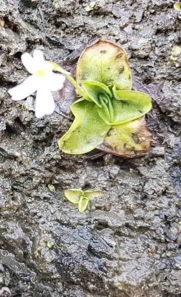 Alpine butterwort