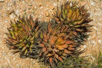 Aloe melanacanthaの育て方・栽培方法