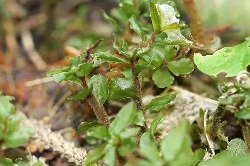 Appalachian rhizomnium moss