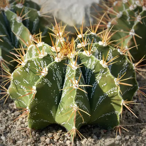 Cactus-étoile orné
