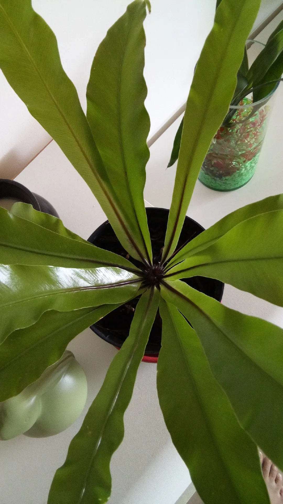 シマオオタニワタリ（島大谷渡）の判定方法 (Asplenium nidus)