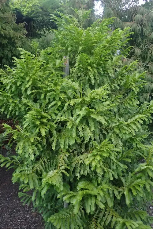 Retrophyllum rospigliosii