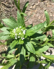 グンバイナズナ（軍配薺）の育て方・栽培方法