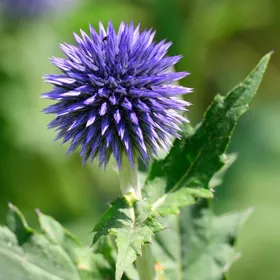 ルリタマアザミ（瑠璃玉薊）の判定方法 (Echinops ritro)
