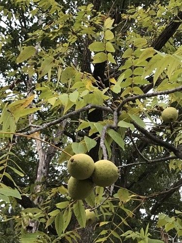 Is Black walnut Poisonous
