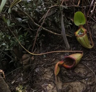 Nepenthes kinabaluensis - PictureThis