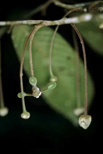 Cremastosperma bullatum