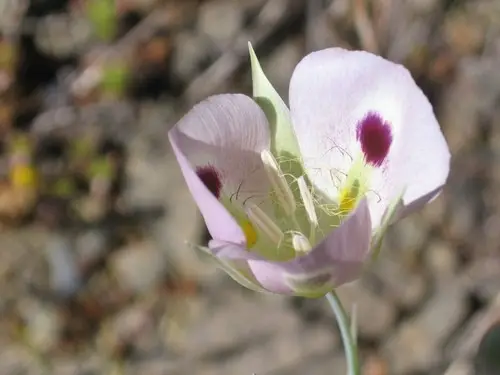 White mariposa lily