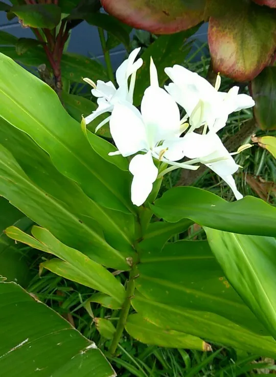 Lo zenzero bianco Lily o farfalla Lily, Hedychium coronarium, Zingiberaceae. Himalaya, Asia Foto stock