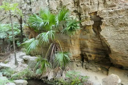 Carnarvon fan palm