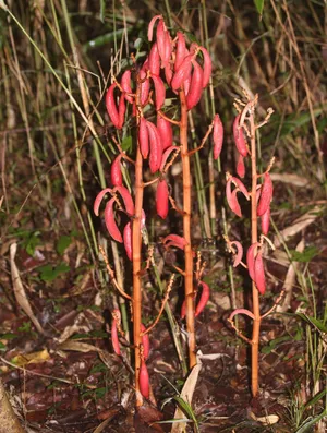 ツチアケビ (Cyrtosia septentrionalis) - PictureThis