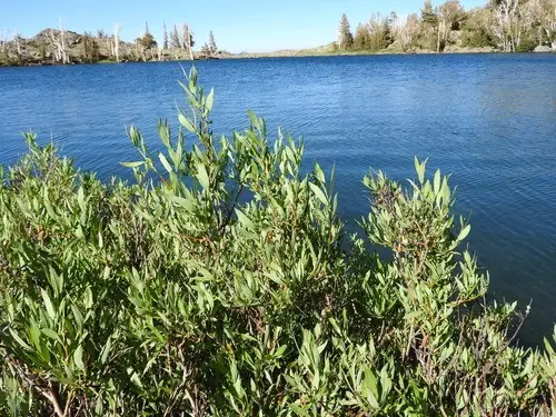 Salix lemmonii
