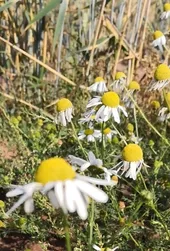 カモミール様　確認用 カモミールの判定方法 (Matricaria chamomilla)