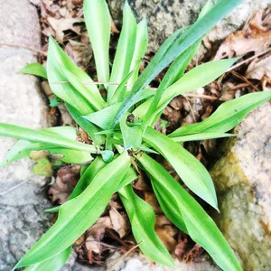 False aloe (Agave virginica) - PictureThis