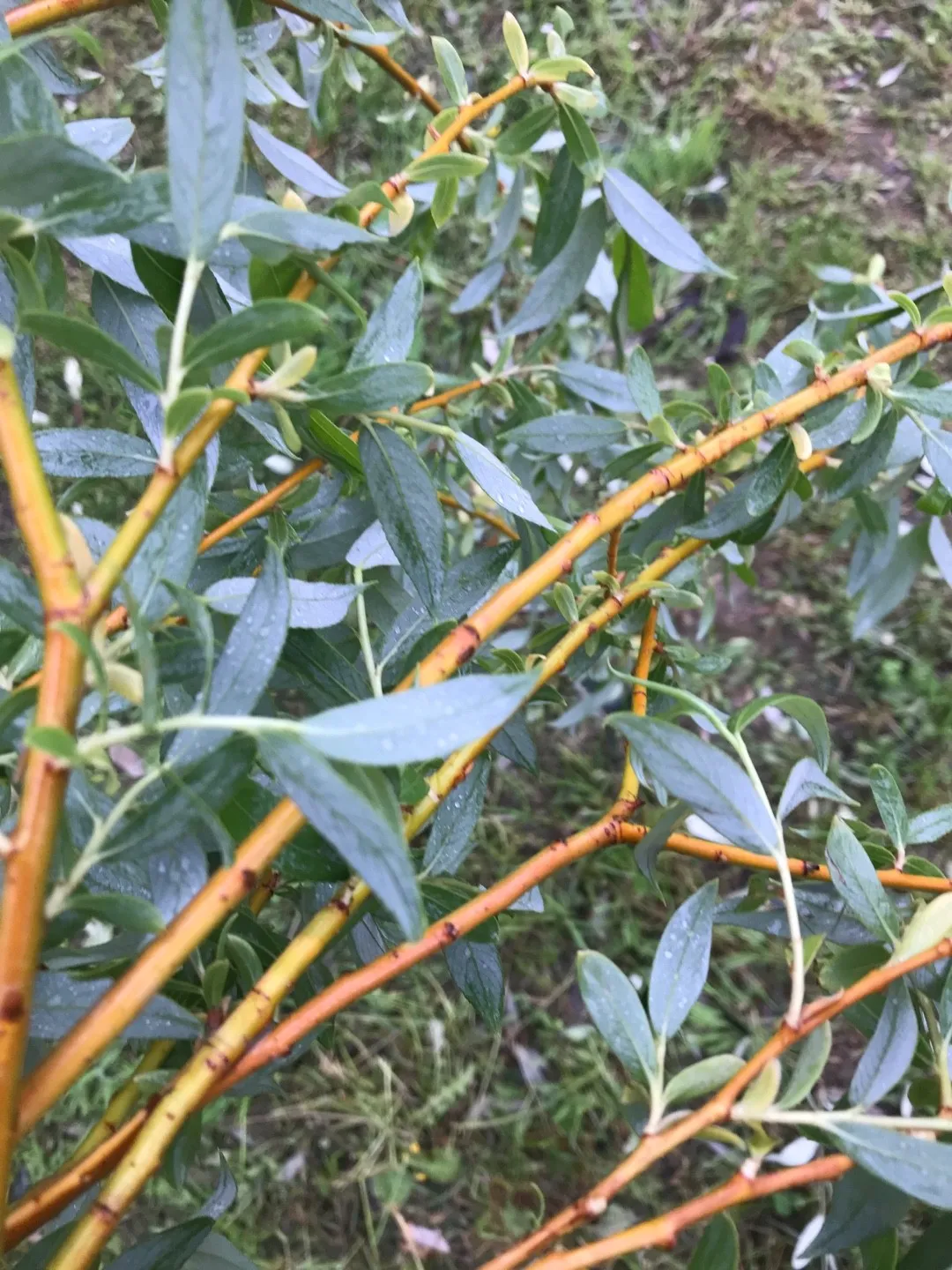 セイヨウシロヤナギ（西洋白柳）の判定方法 (Salix alba)