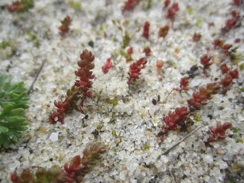 Moss pygmyweed