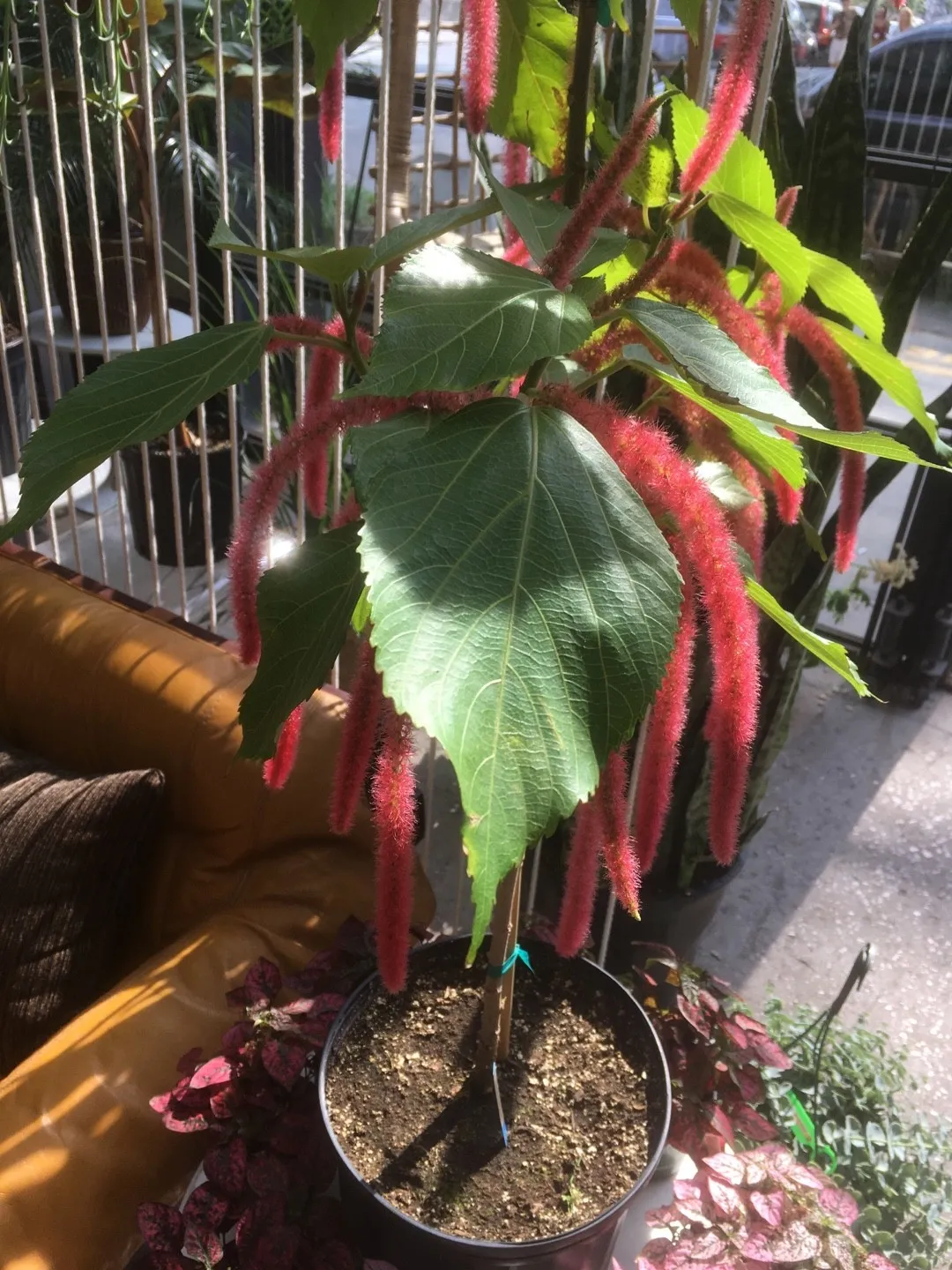 ベニヒモノキ　紅紐の木　苗　花木　赤・レッド　観葉植物 ベニヒモノキ（紅紐の木）の判定方法 (Acalypha hispida)