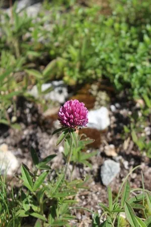 Purple globe-clover (Trifolium alpestre) - PictureThis Purple globe-clover (Trifolium alpestre) - PictureThis