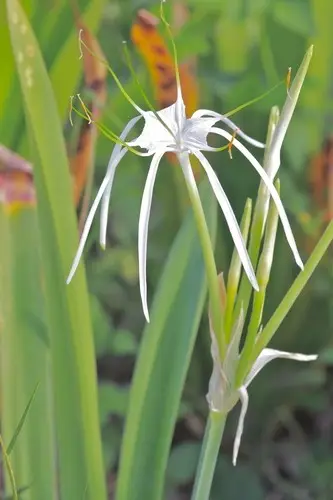 Perfumed spiderlily
