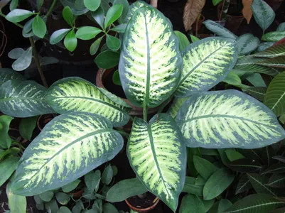 Truque Caseiro para Fazer Florir Rapidamente as Suas Plantas