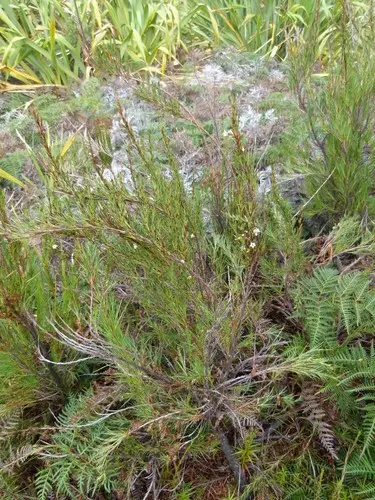 Dracophyllum scoparium