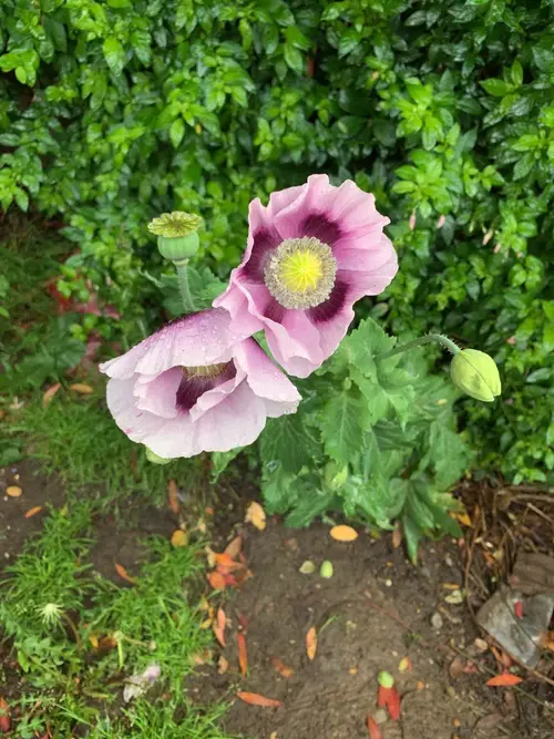 Opium poppy 'Maxi'