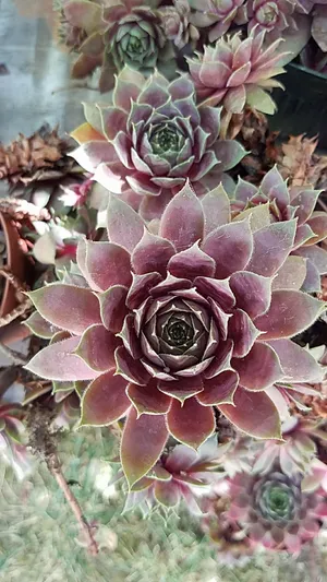 How to Grow and Care for Houseleeks 'Rocknoll Rosette'