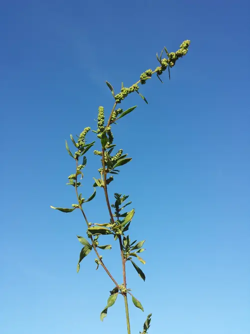 Striped goosefoot