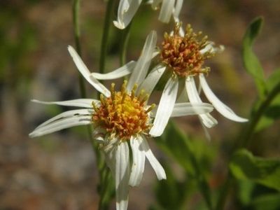 How to Grow and Care for Pine barren whitetop aster