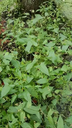 Halberd-leaf tearthumb