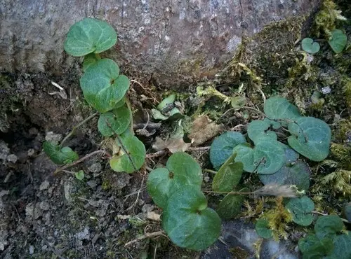 Cymbalaria hepaticifolia