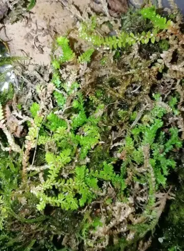 Selaginella elvetica