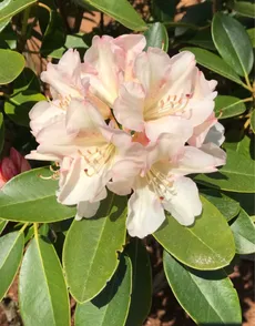 Wie man Riesenrhododendron anbaut und pflegt
