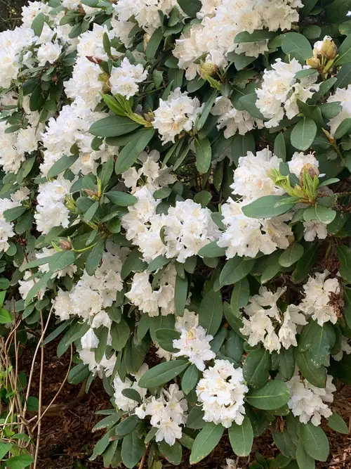 Rhododendron catawbiense 'Cunningham's White'