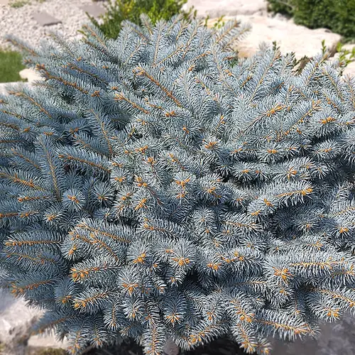 Pokok Spruce biru Colorado