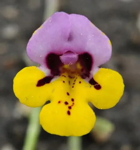 Yellow-lip pansy monkeyflower
