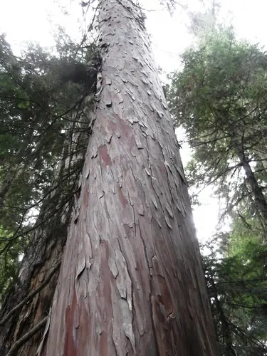 アラスカヒノキ (Xanthocyparis nootkatensis) - PictureThis