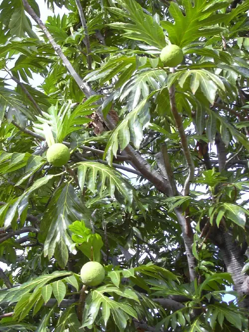 Brotfruchtbaum