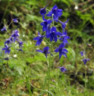 Delphinium menziesii - PictureThis