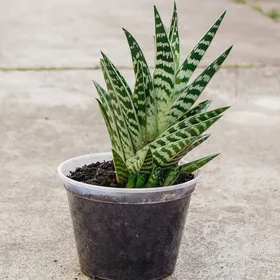 agave toumeyana Agave toumeyana ssp. bella | Toumey's Century Plant