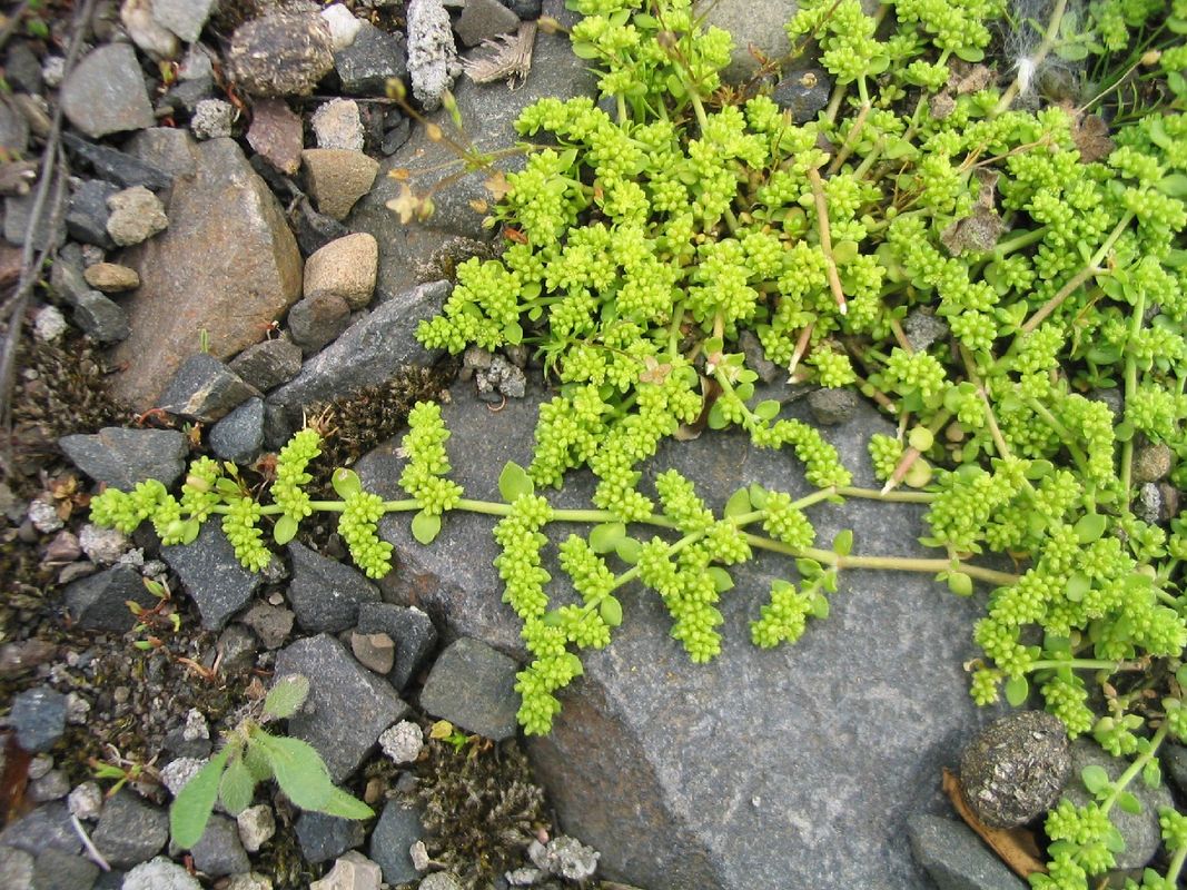 How Much Sunlight Does Smooth rupturewort Need?