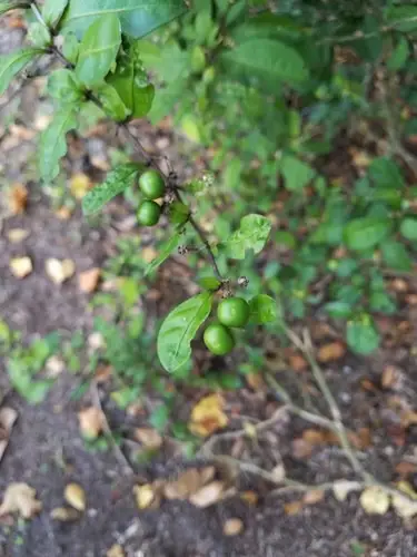 Solanum diphyllum