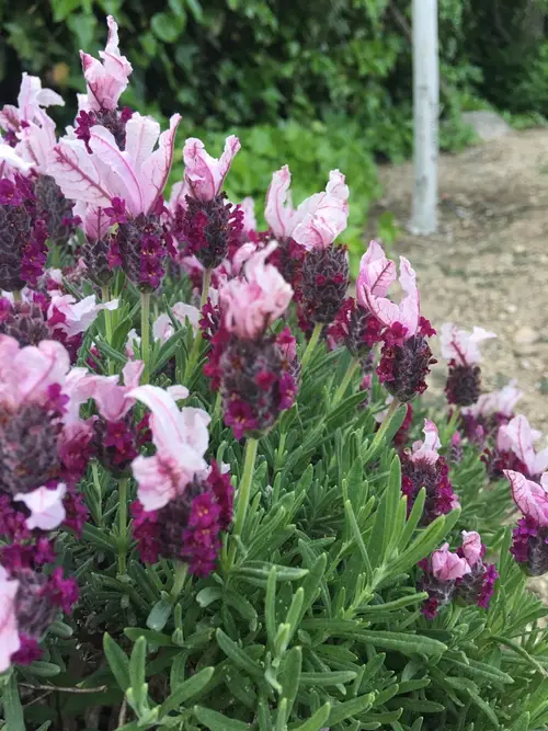 Topped lavender 'Kew Red'