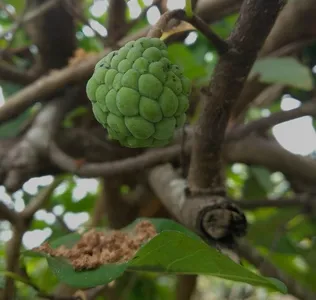 Sugar apple