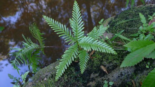 Shiny fan fern (Sticherus flabellatus) - PictureThis