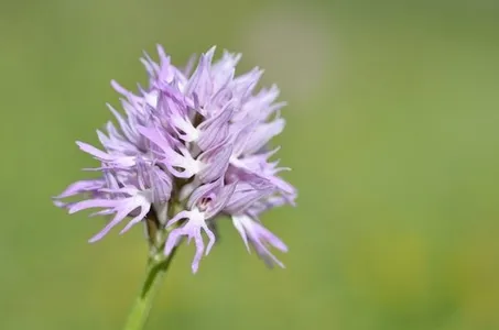 where to buy a lavender plant near me Folgate English Lavender main image 1