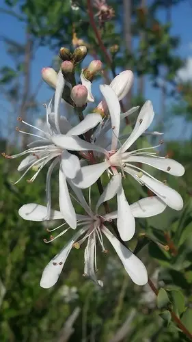 Bejaria racemosa